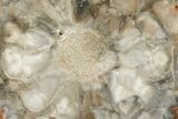 Chatoyant, Petrified Seed Fern (Rhexoxylon) Slab - Zimbabwe #166047-1